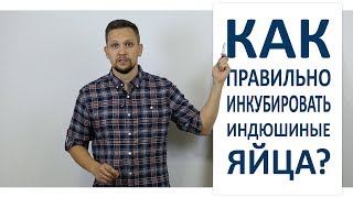 Инкубация индюшиных яиц / Режим инкубации в домашних условиях