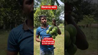 সাতক্ষীরার হিমসাগর আম। #bangladesh #fruit #satkhira #mango #farming #আম