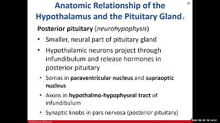 BIO 211 Lecture Chapter 17 Endocrine System Part 2