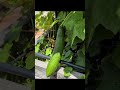 monthly garden update!