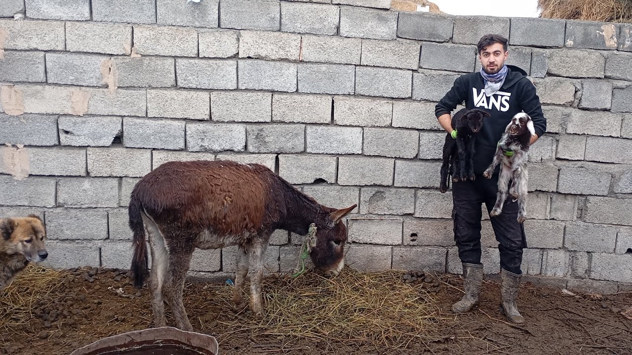 The life of a villager in Iran, a rainy day, giving plants to sheep and donkeys, feeding chickens