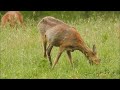 Reeën (Natuurlijk! 25-05-2026)