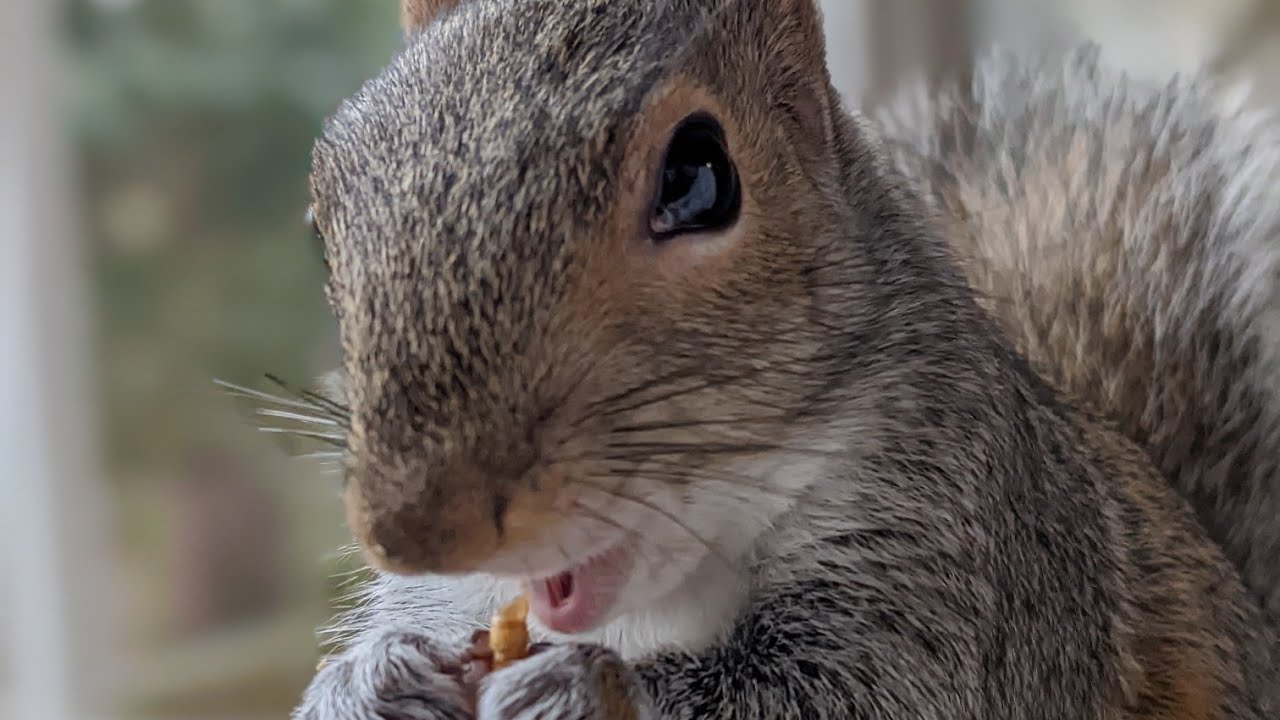 Do Squirrels eat Worms? 🐛 vs 🐿️ YouTube