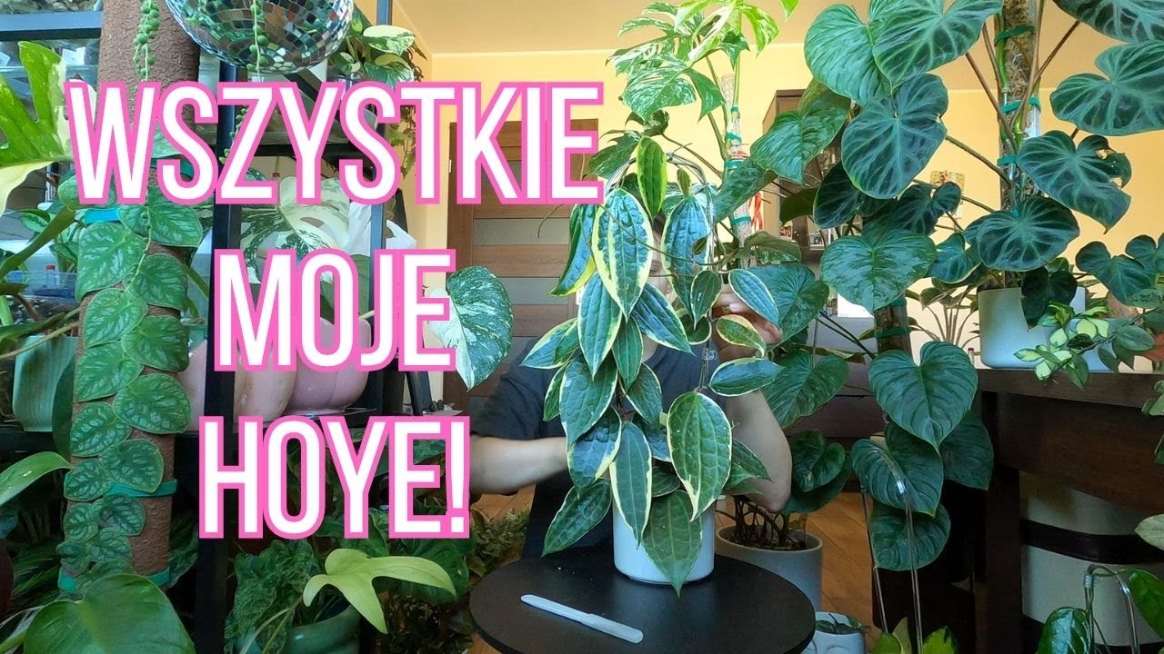 Luźny przegląd Hoyi ✂️🌿(i małe cięcie)