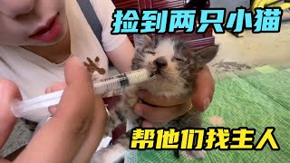 自驾游路上捡了两只小奶猫，已经有三只狗了，帮他们找个新主人！【咕嘟郭旅记】