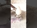 Pottery with clay 🌸 #shorts #viral #video #trending #pottery #clayart #like #love #music