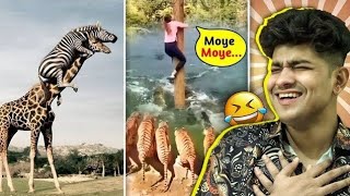 जानवरों की ये मज़ेदार हरकतें कर देंगी पेट मे दर्द🤣 FUNNIEST ANIMAL MOMENTS CAUGHT ON CAM