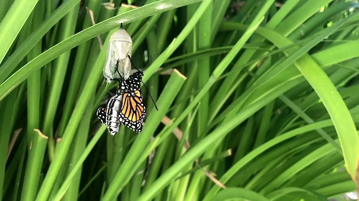 Monarch Butterfly Emerging From Its Chrysalis