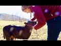 LEARNING TRUST IS HARD - Halter Training Homestead Bull Calf