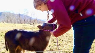 LEARNING TRUST IS HARD  Halter Training Homestead Bull Calf