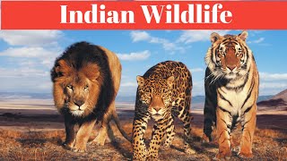 Indian Wildlife. Wildlife of India. part 2.