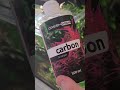 ​Black Beard Algae (BBA) Treatment: Liquid Carbon Spot Dosing! (Part 1) 🧪🌿 #shorts