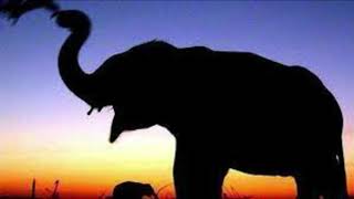 Life of Elephant in Western Ghats | Life of an Elephant in India | Indian Elephant
