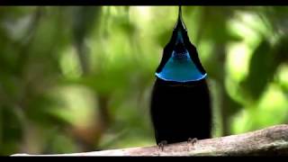 Where we are from the birds sing a modular song