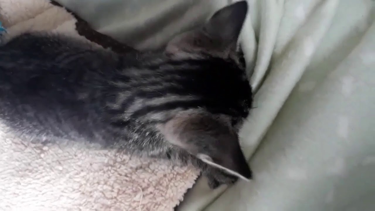 Image showcasing Kitten kneading - YouTube