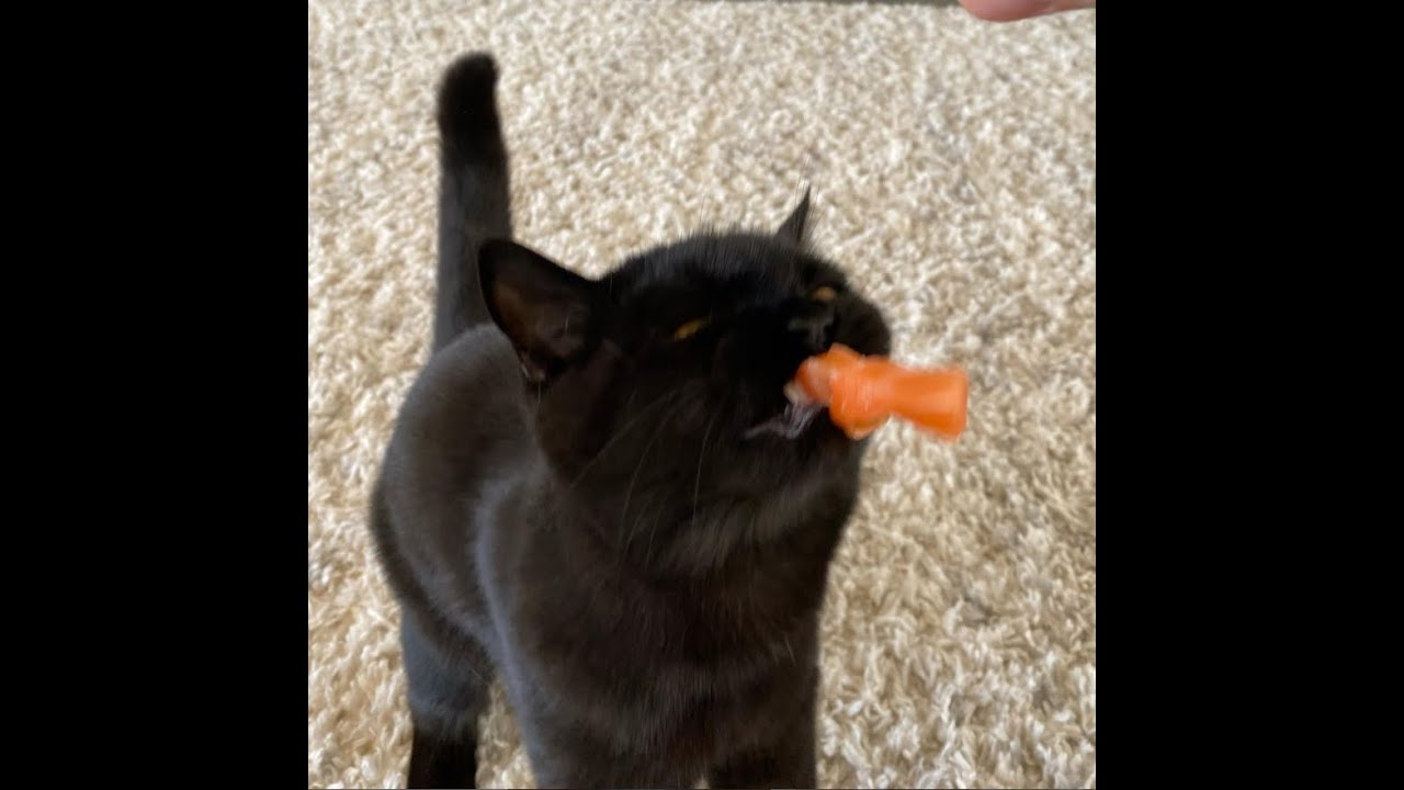 The Epic Tale of Sykkuno Miyoung and Lil Kat