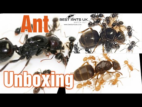 Best Ants UK