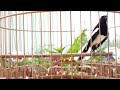 Hót Đấu Kích Trống Căng Lửa || Luyện Giọng Chòe Than || Kacer