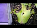 Propagate your leaf of life plant fast