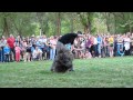 Nomád, a magyar puli dog dancing bemutatója の動画、YouTube動画。