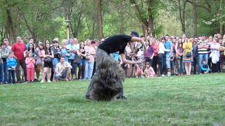 Nomád, a magyar puli dog dancing bemutatója