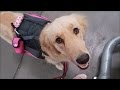 Uncomfortable Encounter with my Service Dog 🐕 (4/13/17)