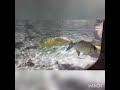 Beauty of the fishes moving in water 👈👈 shorts/ फिश/മീനുകൾ