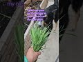 he loves eating grass like goat lol #youtube #dog #video #shortvideo #shorts
