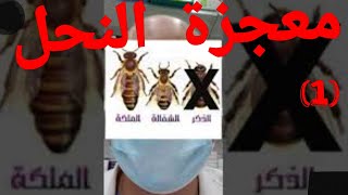 ما هو غذاء ملكات النحل Royal jelly ؟