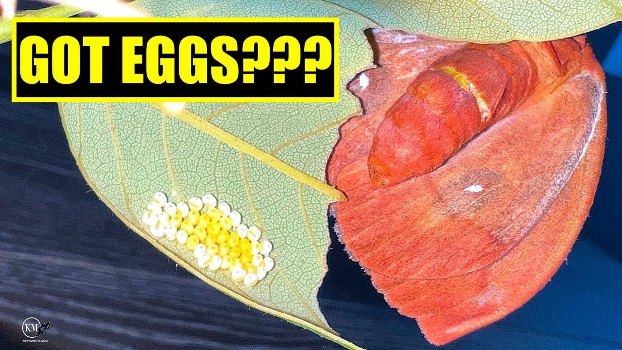 HOW TO GET A MOTH TO LAY EGGS   FEATURING THE IO MOTH