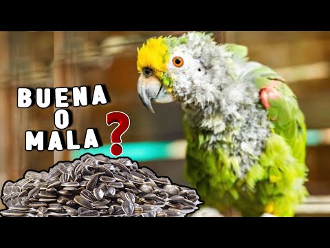 Semillas de Girasol para LOROS ¿BUENO O MALO?