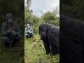 Can You Survive a Gorilla Encounter😱#GorillaEncounter#WildlifeFacts#SilverbackPower#StaySafe