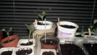 Pumpkin Seedling Phototropism Time-Lapse
