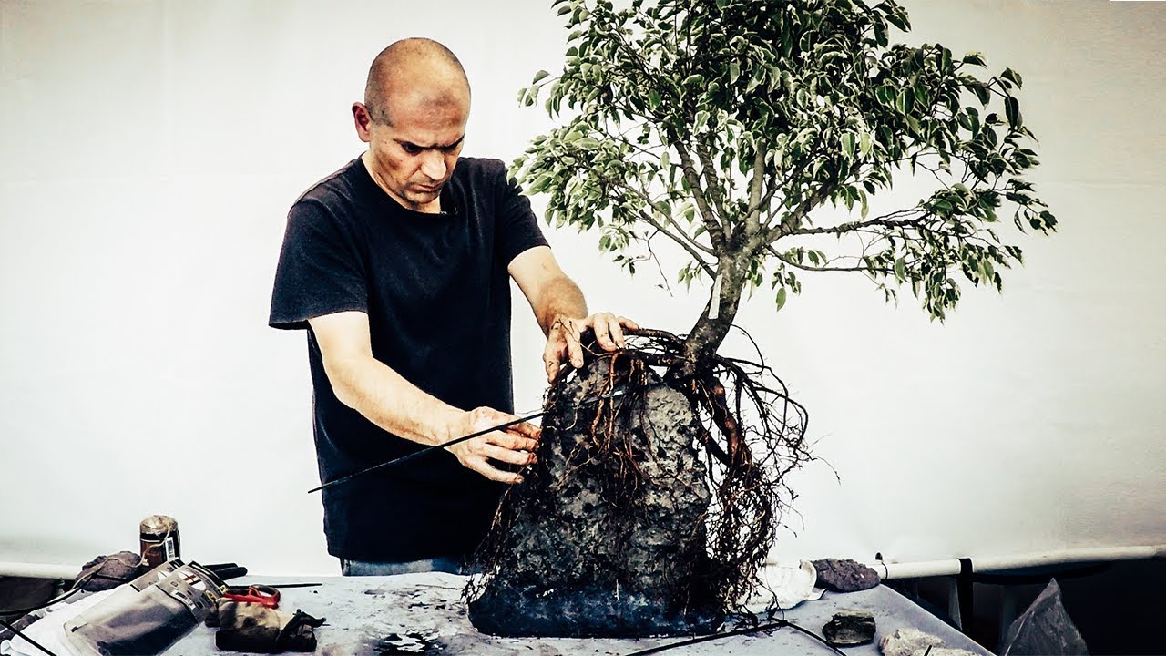 Raíz Sobre Roca - Ficus Benjamina - Qué Hago? Nº3