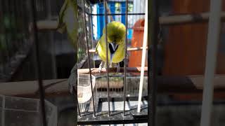 Cipow gacor full ngetir