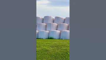 WORLD S LARGEST MARSHMALLOWS Marshmallow Big Viral Youtubeshorts Shorts 