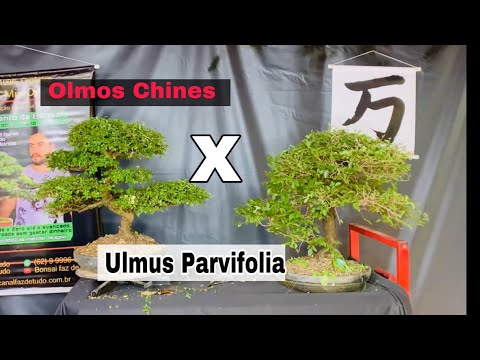 Vídeo: Olmo de folhas pequenas no local e em forma de bonsai