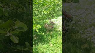 A pair of Egyptian geese in a forest 🪿 #birdlover #birdvideos #uccelli #birdlife #vogel