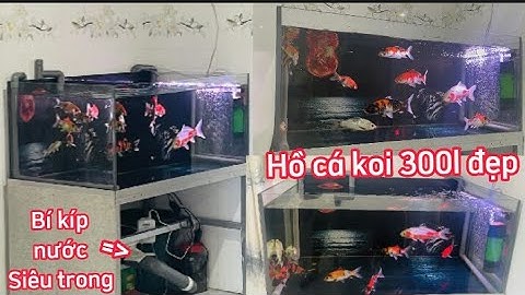 Hồ Cá Koi 300l Nuôi Cá Nhật Đẹp - Bộ Lọc Overflow Sáng Tạo Nước Siêu Trong.Hồ E Tuấn ở Bình Thuận.