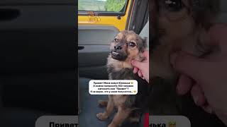 💔А можно Вас попросить, написать комментарий для меня?🙏 #помощьбездомным#помощь #помощьприюту