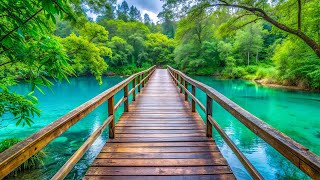 видео: Нежная музыка для души🌿успокаивает нервную систему и лечит сердце и сосуды картинка: Нежная музыка для души🌿успокаивает нервную систему и лечит сердце и сосуды