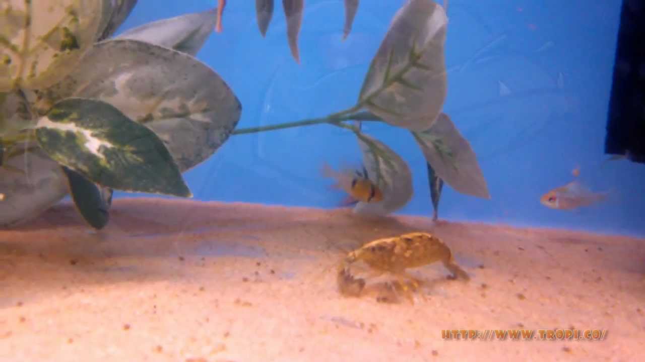 watershed Mountain Rock Shrimp