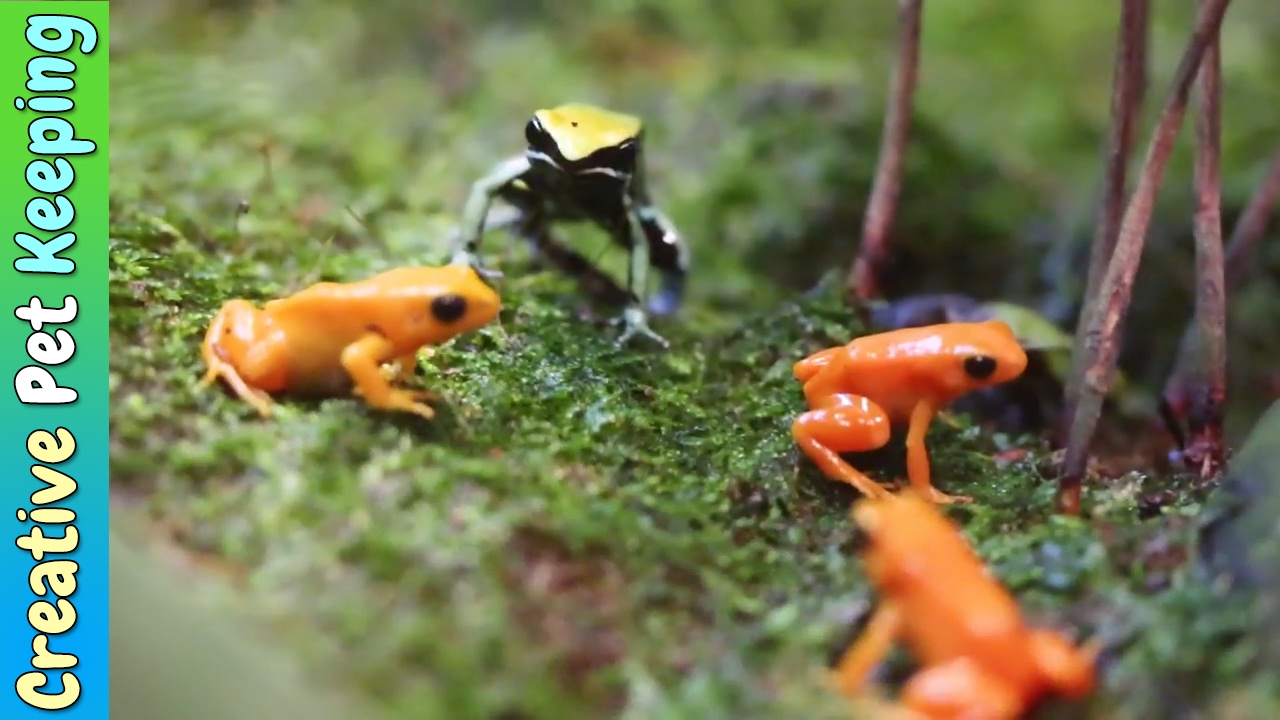 Amazing Tiny Frogs 🐸  Shedd Aquarium Amphibians Exhibit 