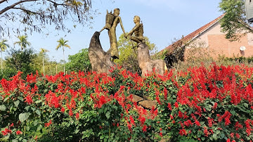 #84/Nét Văn Hóa Độc Đáo,Uống Rượu Cần,Tây Nguyên, Du Lịch Ko Tam