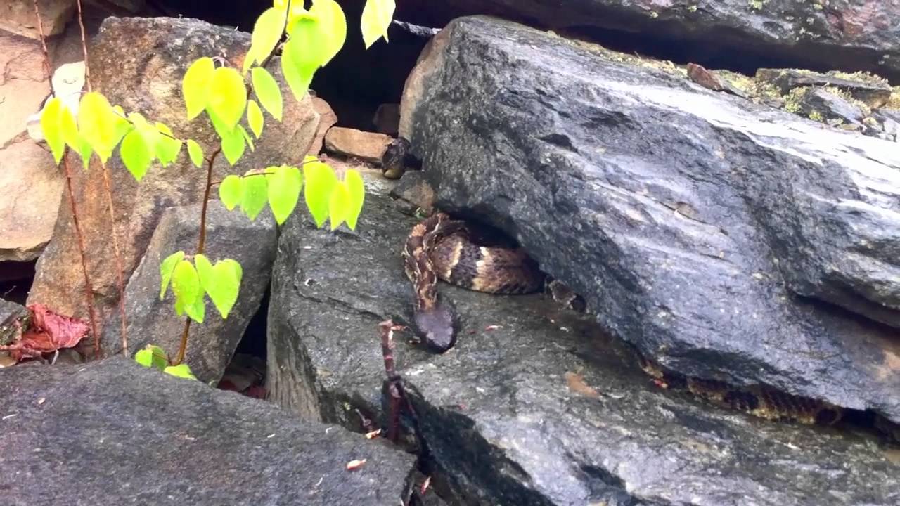 Timber Rattlesnake Drinking at a Den - YouTube