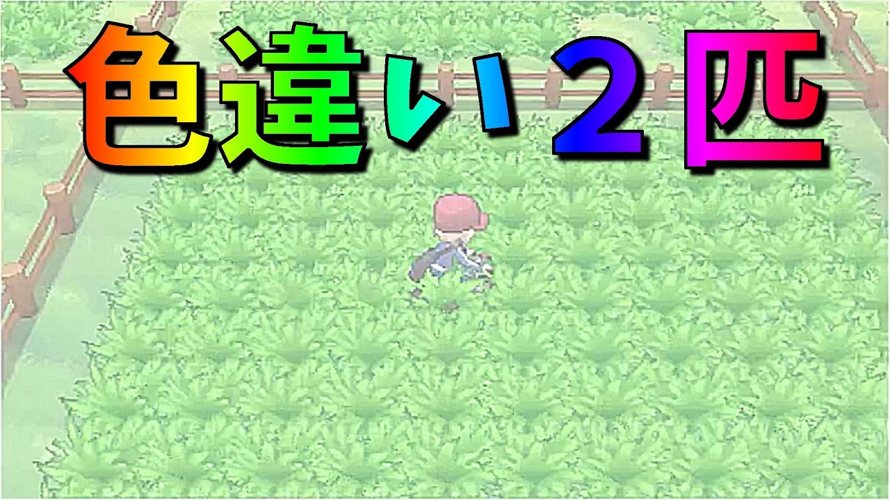 ポケットモンスターｘｙ 色違い でんきのサファリで２匹ゲット フレンドサファリpart101 Youtube