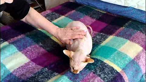Video 11755211: sphynx cat love