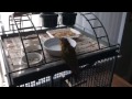 Green cheek conure bath