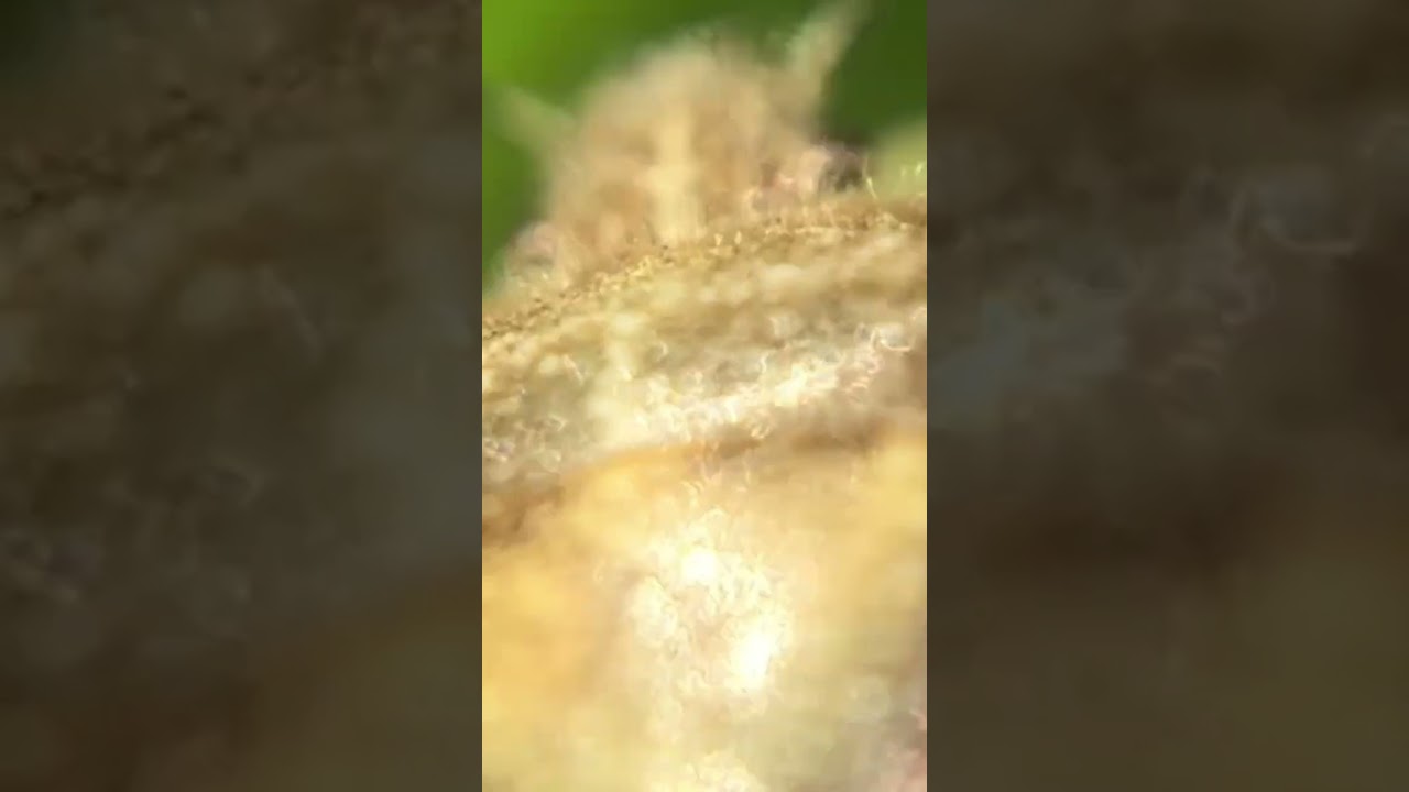 Macro samples for VJs 