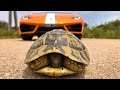 Saving A Tortoise From A Lamborghini Huracan!